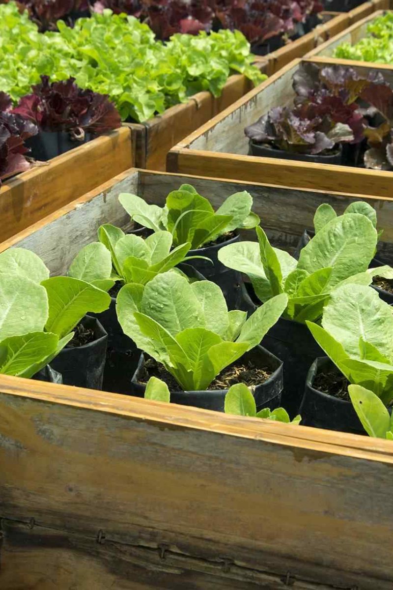 How to plant a vegetable garden